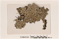 藏品(瓦氏緣毛梅衣)的圖片